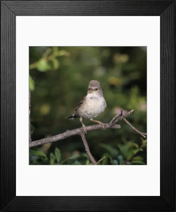 Framed Print : Barred Warbler - adult perched on a branch Framed Print : Barred Warbler - adult perched on a branch