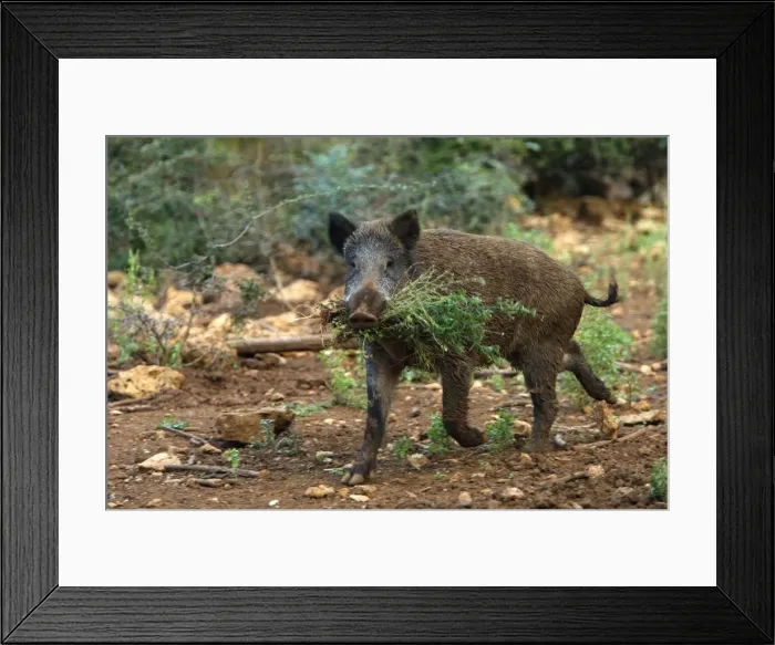 Framed Print : Wild Boar - female with food in mouth. France Framed Print : Wild Boar - female with food in mouth. France