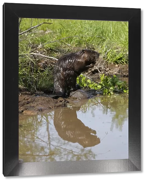 European Beaver - by water