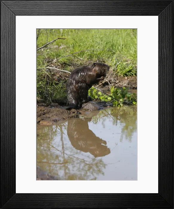 Framed Print : European Beaver - by water Framed Print : European Beaver - by water