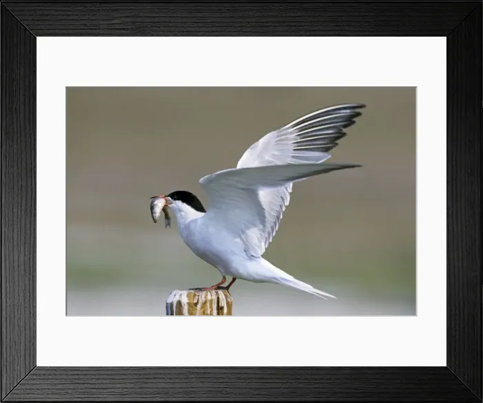 Framed Print : Common Tern - with fish in beak and with wings open - Belgium Framed Print : Common Tern - with fish in beak and with wings open - Belgium