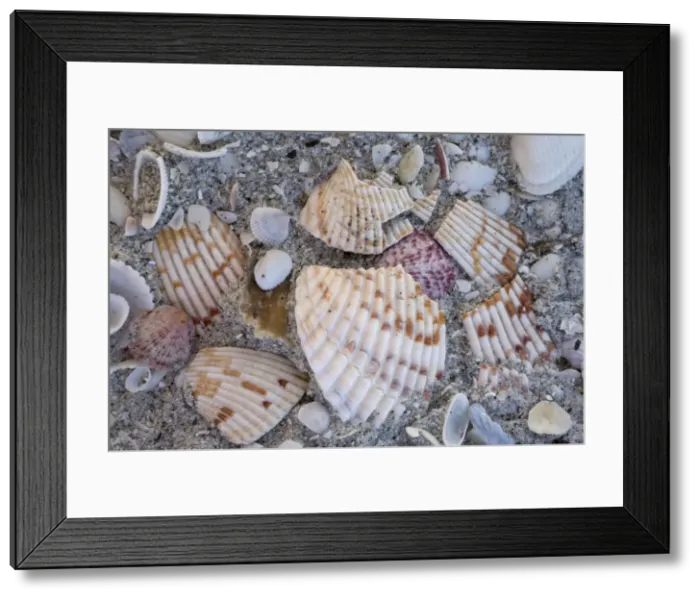 Framed Print : Shells on Bowman Beach on Sanibel Island, Florida, USA. Well-known shell beach