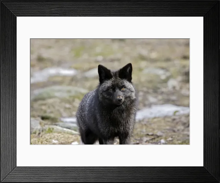 Framed Print : Grey Fox. Finland. Captivity Framed Print : Grey Fox. Finland. Captivity