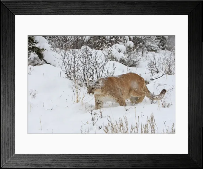 Framed Print : Cougar / Mountain Lion / Puma - in snow. Montana - USA Framed Print : Cougar / Mountain Lion / Puma - in snow. Montana - USA