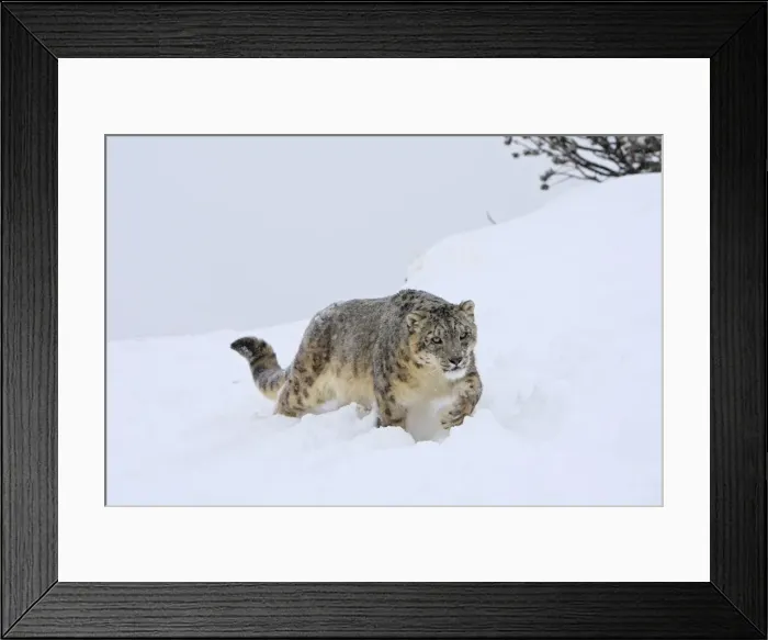 Framed Print : Snow leopard - in snow. Latin also Uncia uncia Framed Print : Snow leopard - in snow. Latin also Uncia uncia