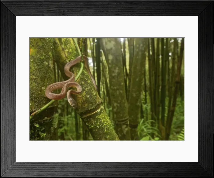 Framed Print : Yellow Tree Snake - in the bamboo forest - Tanzania - Africa