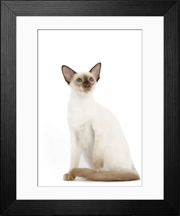 Framed Print : Cat - Balinese - Kitten sitting down Framed Print : Cat - Balinese - Kitten sitting down