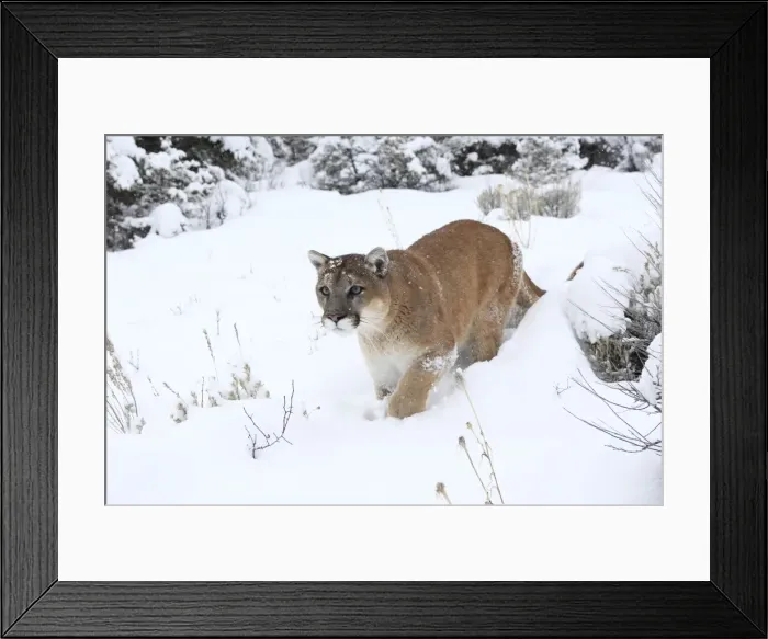 Framed Print : Cougar / Mountain Lion / Puma - in snow. Montana - USA Framed Print : Cougar / Mountain Lion / Puma - in snow. Montana - USA