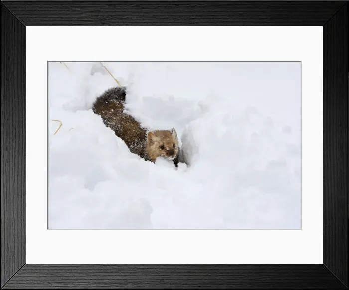 Framed Print : American Marten - in snow. Montana - USA Framed Print : American Marten - in snow. Montana - USA