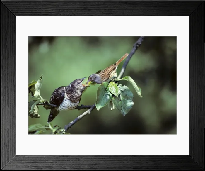 Framed Print : Cuckoo - young fed by Dunnock Framed Print : Cuckoo - young fed by Dunnock