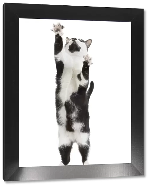 Cat - Black & White domestic Cat - standing up on hind legs