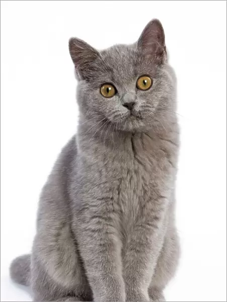 Cat - British Short Hair Blue - Kitten sitting down