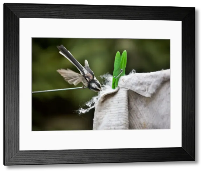 Framed Print : Long-tailed Tit - making nest with floor cloth stolen from washing line Framed Print : Long-tailed Tit - making nest with floor cloth stolen from washing line
