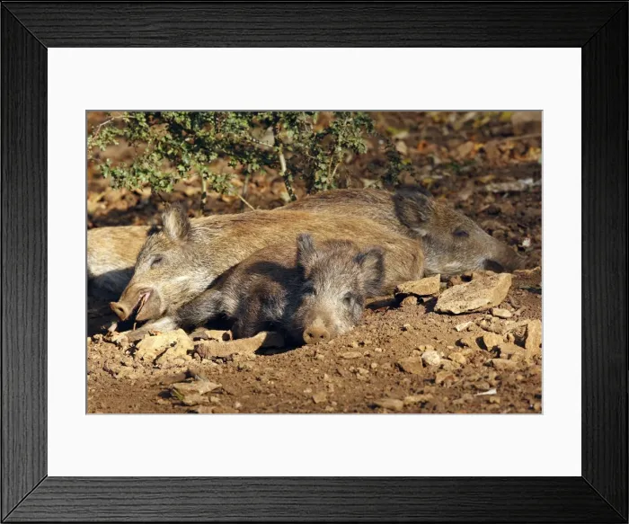 Framed Print : Wild Boar - young. France Framed Print : Wild Boar - young. France