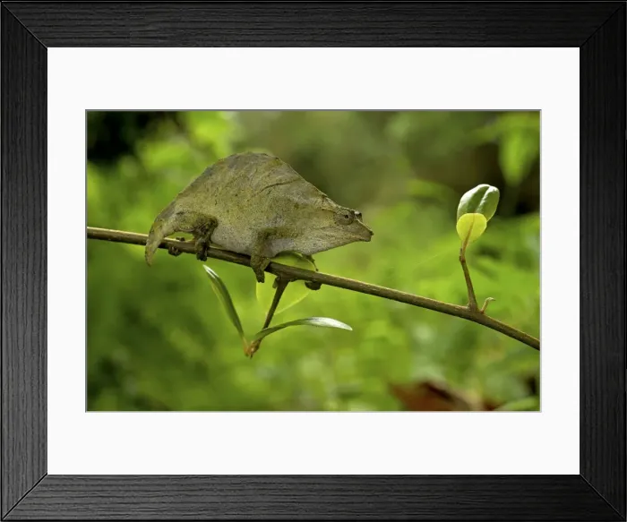 Framed Print : Pitless Pygmy Chameleon - adult female on a branch - Tanzania - Africa Framed Print : Pitless Pygmy Chameleon - adult female on a branch - Tanzania - Africa