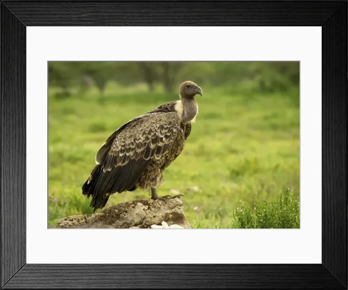 Framed Print : Ruppell's Vulture - Ngorongoro conservation area - Tanzania - Africa Framed Print : Ruppell's Vulture - Ngorongoro conservation area - Tanzania - Africa