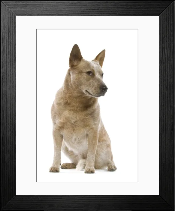 Framed Print : Dog - Australian Cattle Dog in studio Framed Print : Dog - Australian Cattle Dog in studio