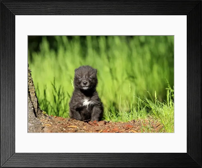 Framed Print : Timber / Grey Wolf - cub. Minnesota - USA Framed Print : Timber / Grey Wolf - cub. Minnesota - USA