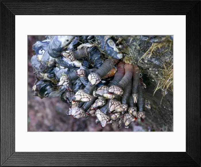Framed Print : Goose Barnacles - Oregon coast, USA _PTL0187 Framed Print : Goose Barnacles - Oregon coast, USA _PTL0187