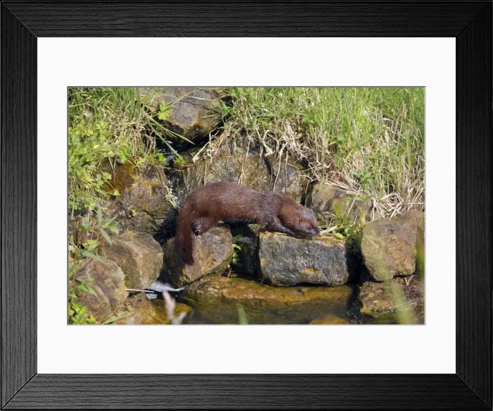 Framed Print : European Mink - by water Framed Print : European Mink - by water