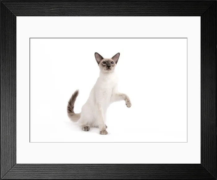 Framed Print : Cat - Balinese - Kitten with raised paw Framed Print : Cat - Balinese - Kitten with raised paw