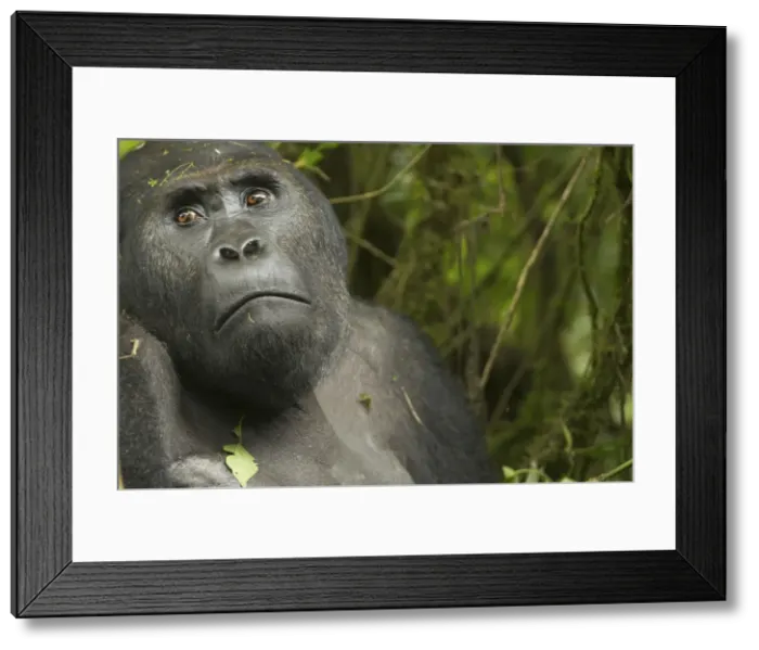 Framed Print : Eastern Lowland Gorilla - male - Kahuzi Biega NP - DRC - Africa Framed Print : Eastern Lowland Gorilla - male - Kahuzi Biega NP - DRC - Africa
