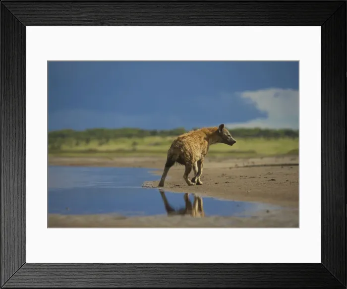 Framed Print : Spotted Hyena - Ngorongoro conservation area - Tanzania - Africa Framed Print : Spotted Hyena - Ngorongoro conservation area - Tanzania - Africa