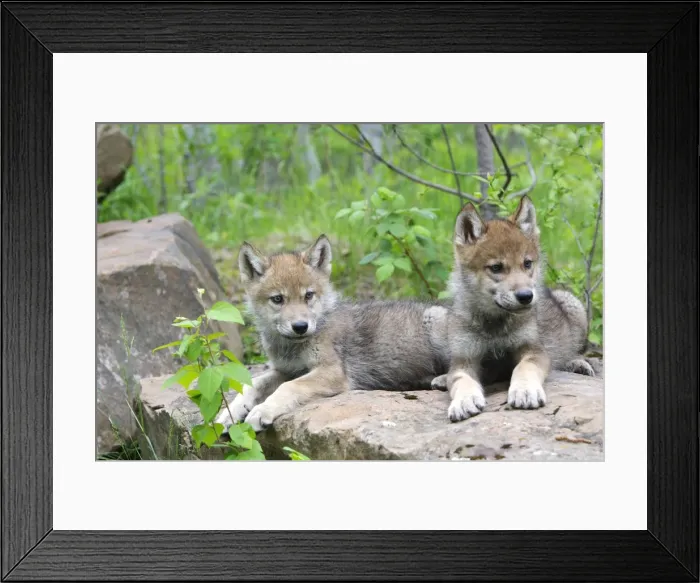 Framed Print : Timber / Grey Wolf - cubs. Minnesota - USA Framed Print : Timber / Grey Wolf - cubs. Minnesota - USA