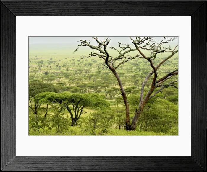 Framed Print : Kilimatiti plains with Acacias - Ngorongoro Conservation area - Tanzania - Africa Framed Print : Kilimatiti plains with Acacias - Ngorongoro Conservation area - Tanzania - Africa