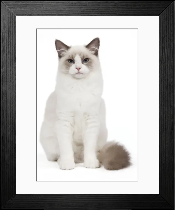 Framed Print : Cat - Blue Point White Ragdoll Framed Print : Cat - Blue Point White Ragdoll