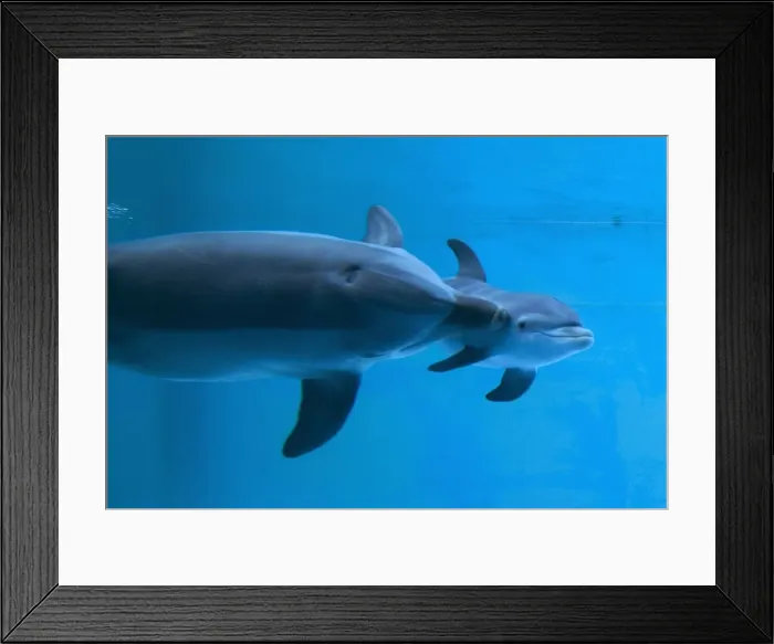 Framed Print : Bottlenose Dolphin - recently born calf swims with mother - Oltremare lagoon – Riccione – Italy The pregnancy lasted 54 weeks. The male calf was born July 2nd 2010 at 8 Framed Print : Bottlenose Dolphin - recently born calf swims with mother - Oltremare lagoon – Riccione – Italy The pregnancy lasted 54 weeks. The male calf was born July 2nd 2010 at 8