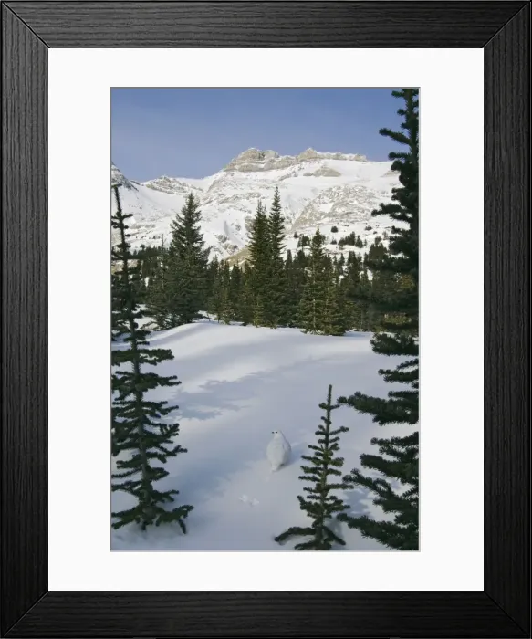 Framed Print : White-tailed Ptarmigans - in snow - Jasper National Park - Rocky Mountains - Alberta - Canada _B2A3230 Framed Print : White-tailed Ptarmigans - in snow - Jasper National Park - Rocky Mountains - Alberta - Canada _B2A3230