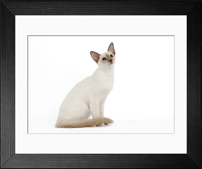 Framed Print : Cat - Balinese - Kitten sitting down Framed Print : Cat - Balinese - Kitten sitting down