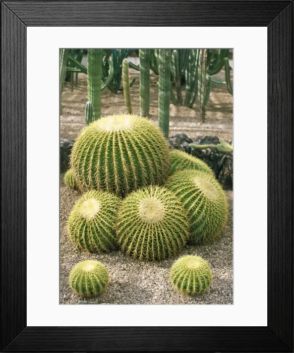 Framed Print : Golden Barrel Cactus Mexico Framed Print : Golden Barrel Cactus Mexico