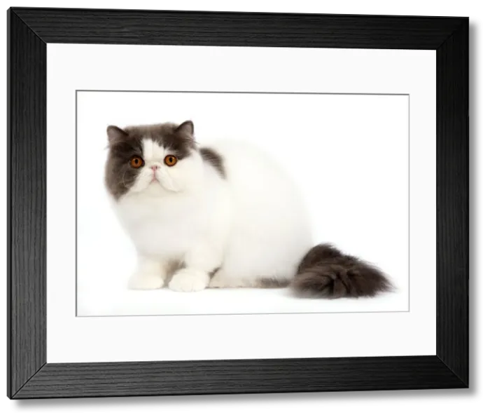 Framed Print : Cat - Persian bi-colour harlequin blue and white Framed Print : Cat - Persian bi-colour harlequin blue and white