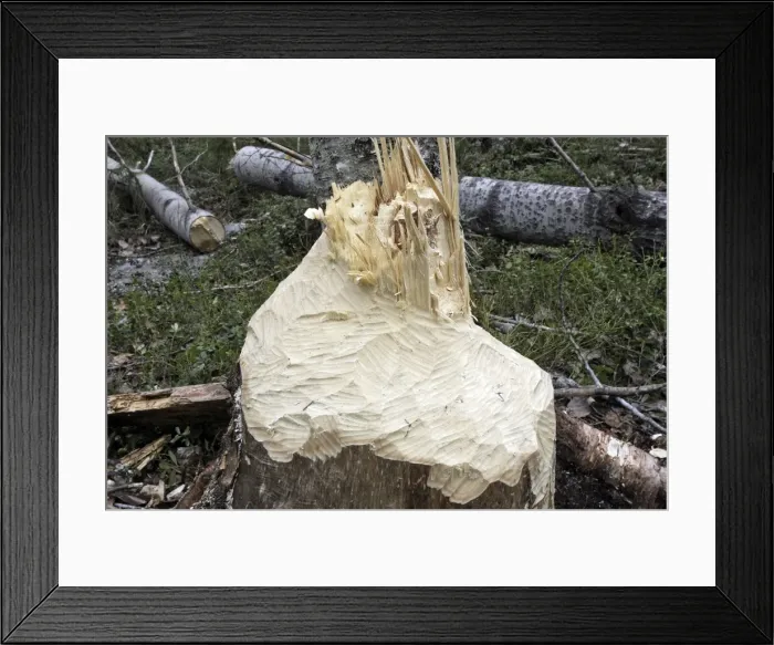 Framed Print : European Beaver - showing remains of poplar tree which Beaver has felled. Kuhmo - Finland Framed Print : European Beaver - showing remains of poplar tree which Beaver has felled. Kuhmo - Finland