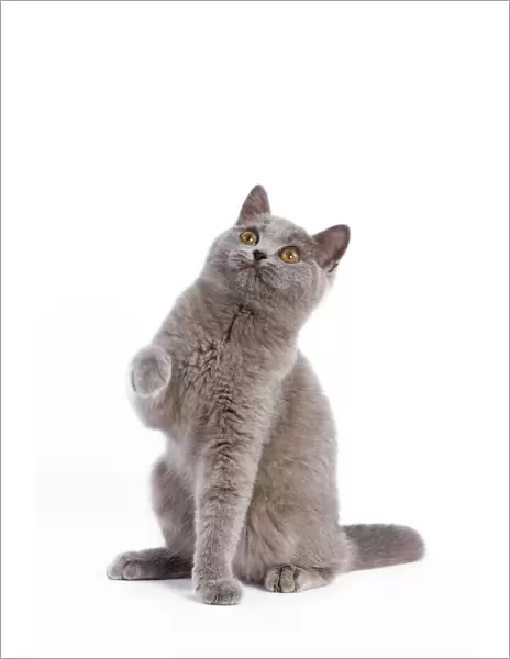 Cat - British Short Hair Blue - Kitten sitting down with raised paw