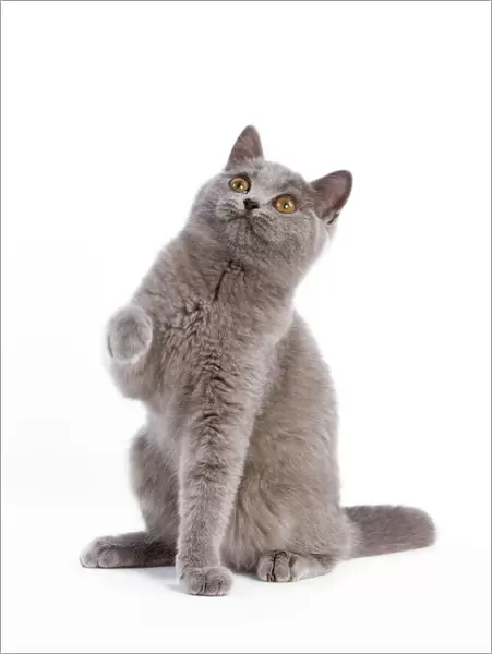 Cat - British Short Hair Blue - Kitten sitting down with raised paw