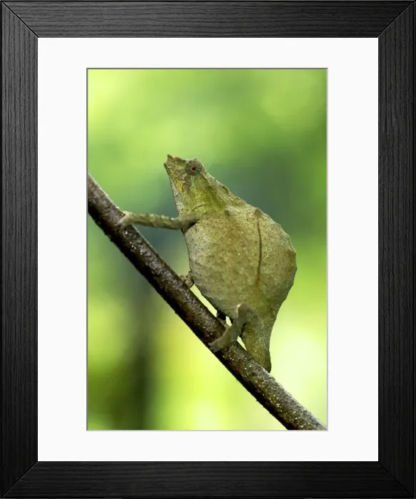 Framed Print : Pitless Pygmy Chameleon - adult female on a branch - Tanzania - Africa Framed Print : Pitless Pygmy Chameleon - adult female on a branch - Tanzania - Africa