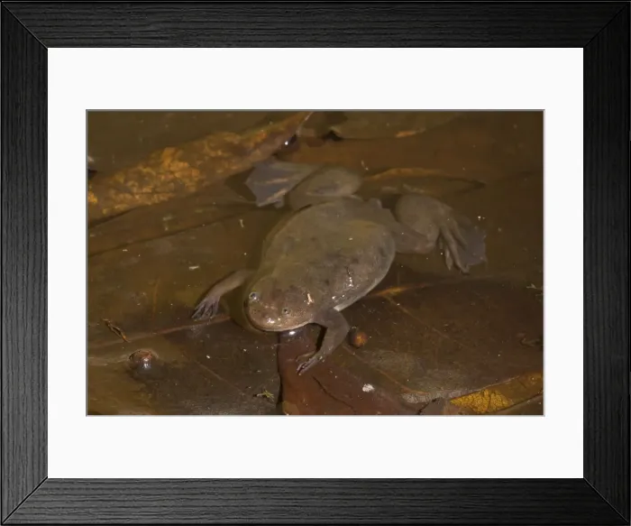 Framed Print : Witte's Clawed Frog - Nyungwe - Rwanda - Africa Framed Print : Witte's Clawed Frog - Nyungwe - Rwanda - Africa