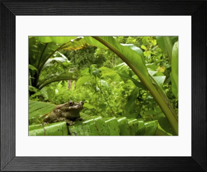 Framed Print : Big-eyed Tree Frog - female sitting on a wild banana leaf in the forest - Tanzania - Africa Framed Print : Big-eyed Tree Frog - female sitting on a wild banana leaf in the forest - Tanzania - Africa