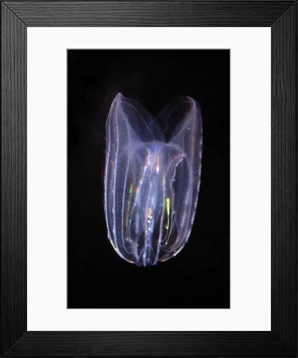 Framed Print : Comb Jelly - marine plankton, North Atlantic Framed Print : Comb Jelly - marine plankton, North Atlantic