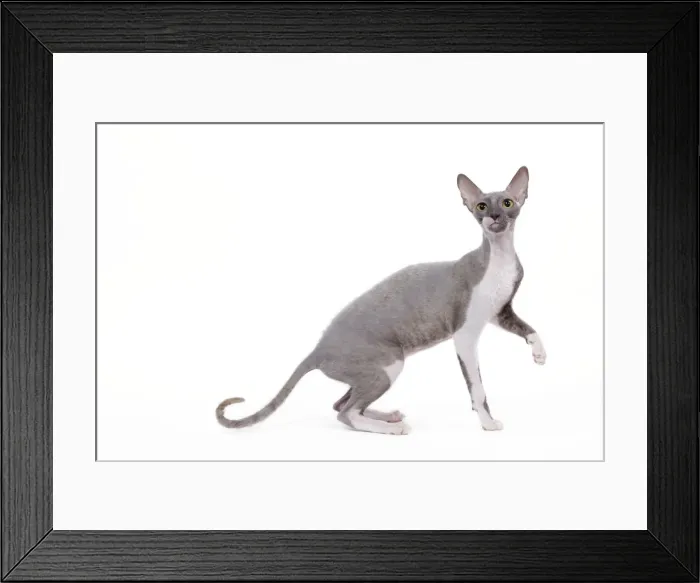Framed Print : Cat - Cornish Rex Framed Print : Cat - Cornish Rex