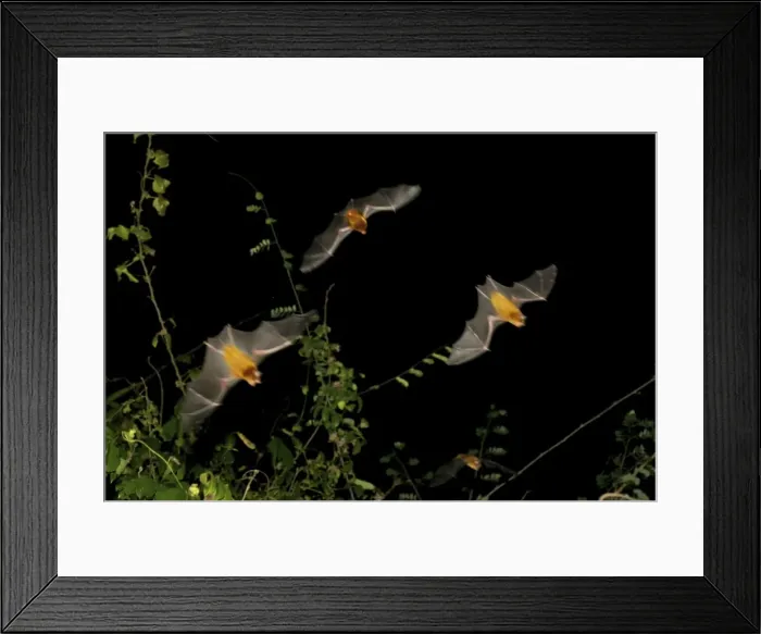 Framed Print : Persian leaf nosed Bat - in flight - Pugu Hill - Tanzania - Africa Framed Print : Persian leaf nosed Bat - in flight - Pugu Hill - Tanzania - Africa