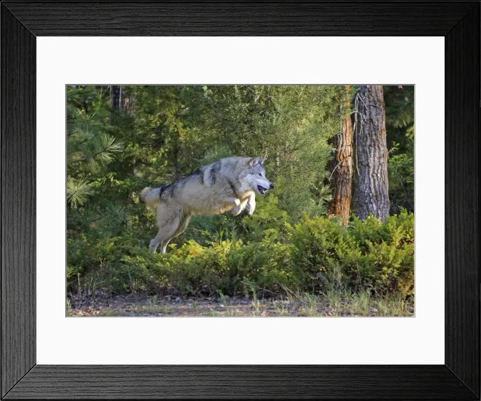 Framed Print : Timber / Grey Wolf - jumping. Minnesota - USA Framed Print : Timber / Grey Wolf - jumping. Minnesota - USA