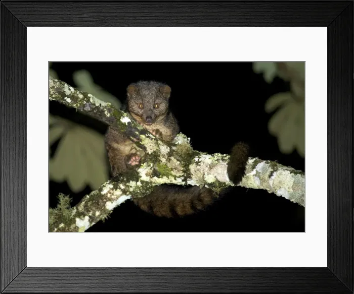 Framed Print : African Palm Civet - adult on a tree branch - Nyungwe - Rwanda - Africa Framed Print : African Palm Civet - adult on a tree branch - Nyungwe - Rwanda - Africa