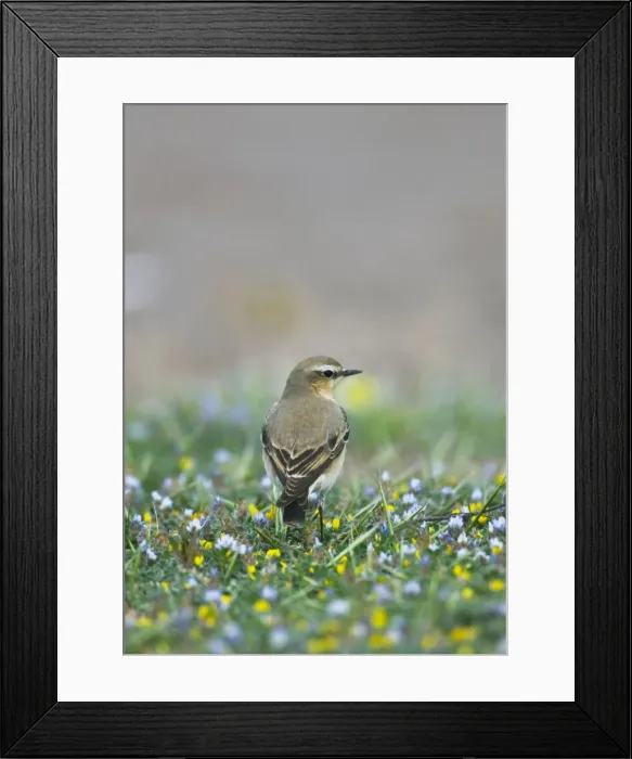 Framed Print : Norther Wheatear - female perched among flowers - Southern Turkey - Spring April Framed Print : Norther Wheatear - female perched among flowers - Southern Turkey - Spring April