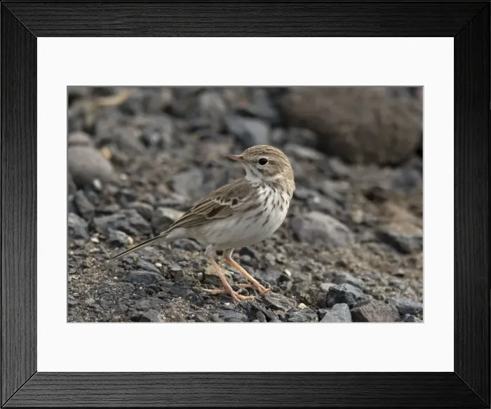 Framed Print : Berthelot's Pipit - Lanzarote - Canary Islands Framed Print : Berthelot's Pipit - Lanzarote - Canary Islands