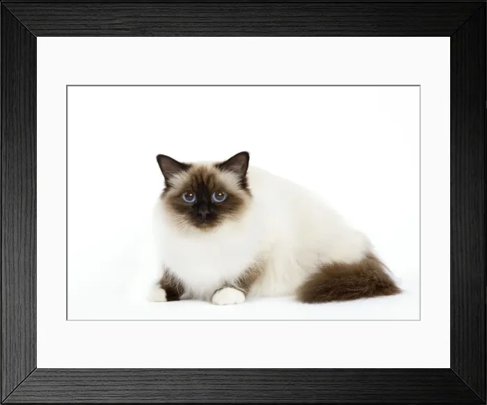 Framed Print : Cat - Birman - lying down Framed Print : Cat - Birman - lying down