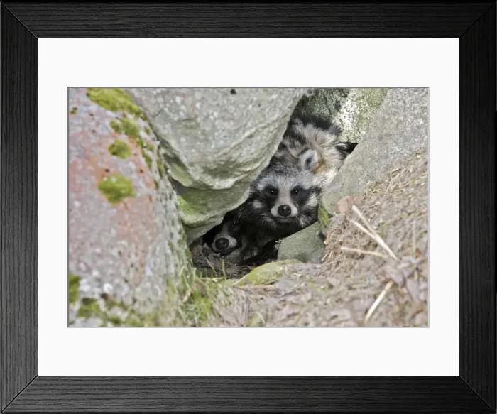 Framed Print : Raccoon Dog Framed Print : Raccoon Dog